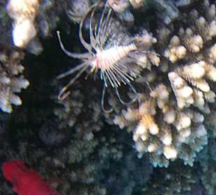 Schnorcheln Makadi Bay