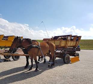 Wattwagenfahrt nach Neuwerk 