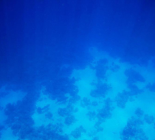 2 Schwarzspitzenriffhaie Schnorcheln Gorgonia Beac