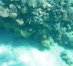 Schnorchelausflug im Roten Meer