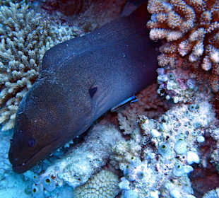 Riffvielfalt unter Wasser