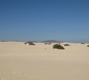Dünen vor Corralejo