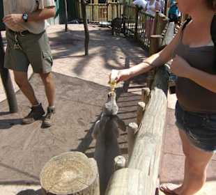 Fütterung der Kangoos