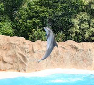 Delphin Show