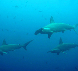 Die Hammerhai Schule am Jackson Riff