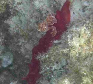 Spänische Tänzerin