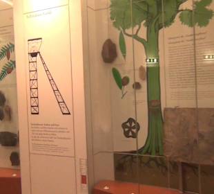 Entwicklung der Pflanzenwelt