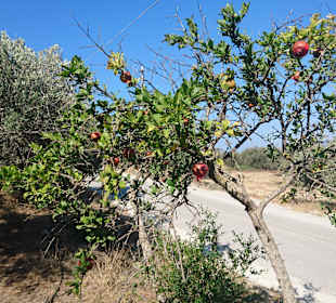 Inselrundfahrt Kreta