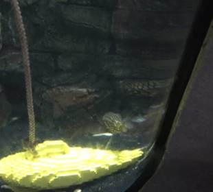  Lego X-Treme - Legoland Atlantis by SEA LIFE