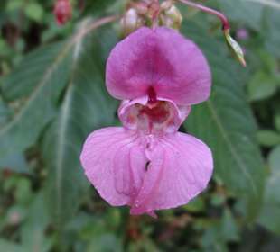 Triberger Wasserfälle