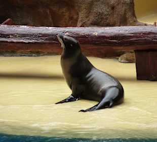 Der Bursche hatte viel Spaß