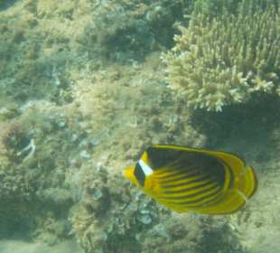 Schnorcheln Hurghada