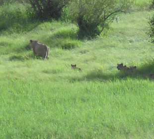 Safari. Löwin mit Jungtieren