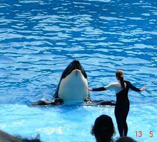 Shamu