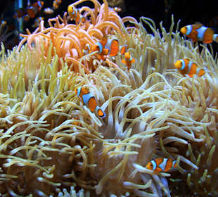  Ozeanographisches Museum Monaco