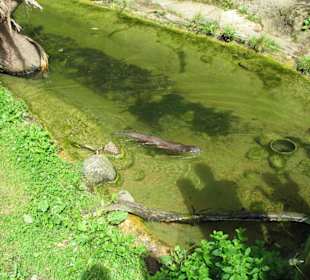 Fischotter