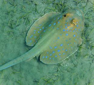 Blaupunktrochen in der Nachbarbucht Abu Dabab