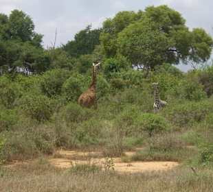 Tsavo Ost