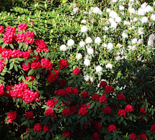 Hauptblüte im Rhododendronpark Bremen
