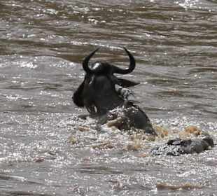 Schwimmen durch den Mara-Fluss