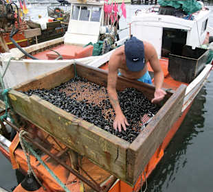 Fischer beim sortieren des Fangs