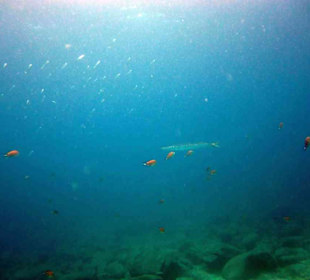 Barracuda / Playa Blanca