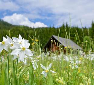 © Narzissenfestverein/ Nils Kahle