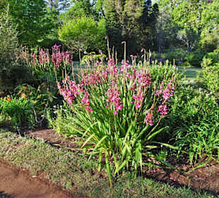 Eindrücke vom Rundgang durch Blandy´s Garden