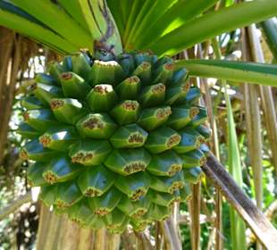 Palmfrucht an der Anse des Cascades