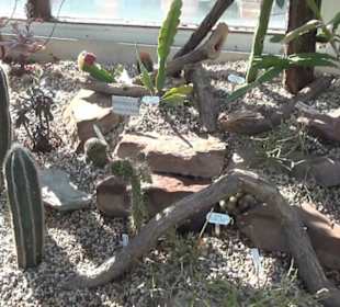 Tropen- + Kakteenschauhaus - Berggarten