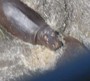 Whirlpool