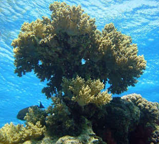 Tauchen mit Aquarius