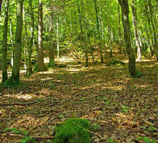Der Therapeutische Wanderweg