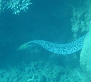 Schnorcheln Marsa Alam