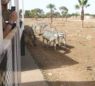 Zebras am Wagen gefüttert - Streicheln möglich