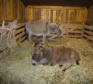 Hier findet die Stallweihnacht statt