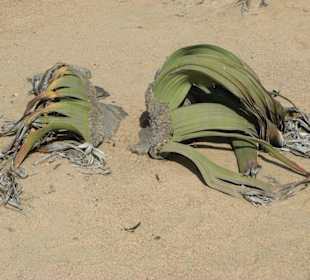 Eine botanische Rarität: Welwitschie