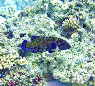 Schnorcheln Sahl Hasheesh