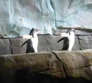 Im Eismeer bei den Pinguinen