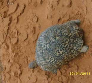 Ups ganz alleine unterwegs in Tsavo 