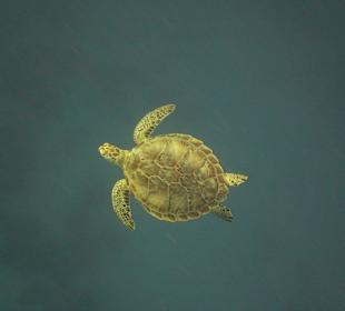 Schildkröte