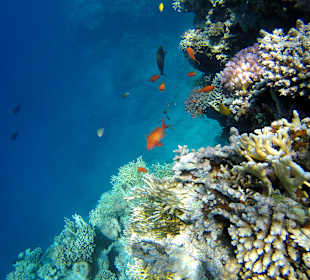 Schnorcheln Makadi Bay