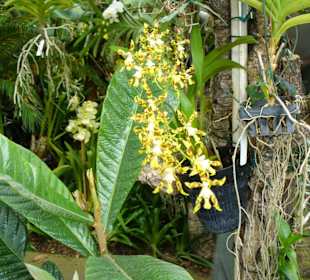 In Pregetter's Orchideengarten