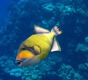 Riesendrücker am Hausriff