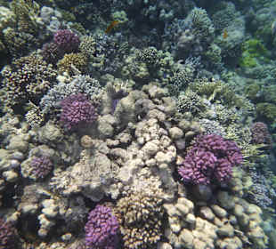 Schnorcheln Makadi Bay