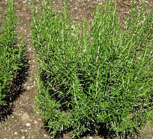 Im Kräutergarten des Tappeinerweges