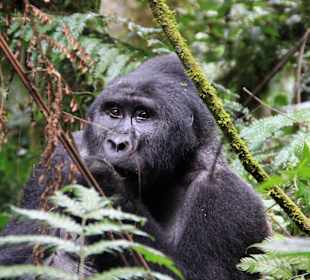 Bwindi Impenetrable National Park