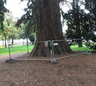Mammutbaum im Stadtgarten