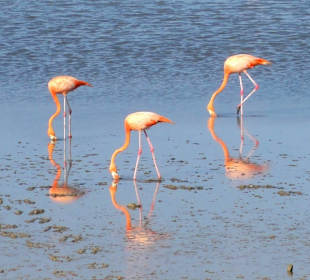 Flamingos an der Saline Sint Marie