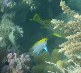 Verschiedene Fische